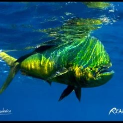 RealFish Gyotaku Floor Mats