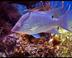 RealFish Gyotaku Floor Mats