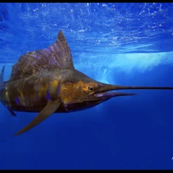 RealFish Gyotaku Floor Mats