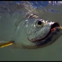 RealFish Gyotaku Floor Mats