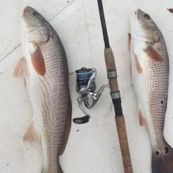 Dogfish Tackle & Marine Dogfish Exclusives Dogfish Stik Signature Series Graphite Rods